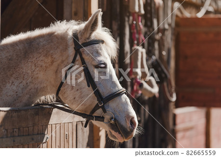 White Arabian horse with brown spots, detail - only head visible out from wooden stables box 82665559