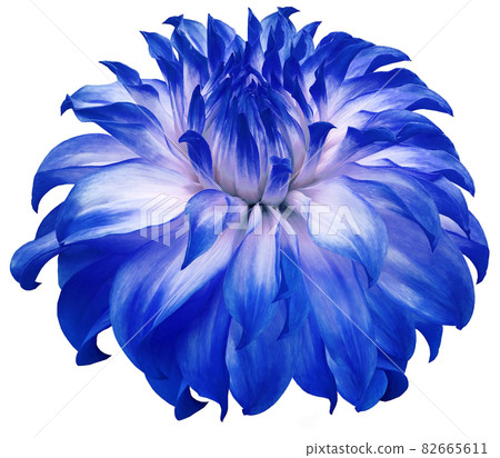 dahlia flower white-blue. Flower isolated on a white background. No shadows with clipping path. Close-up. Nature. dahlia flower white-blue. Flower isolated on a white background. No shadows with clipping path. Close-up. Nature. 82665611