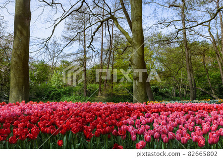 Flowers in garden Keukenhof Netherlands Flowers in garden Keukenhof Netherlands 82665802