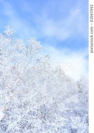樺樹和雪 82665992