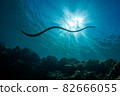 Sea snake and the sun 82666055