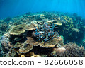 Table coral and branch coral coral reef 82666058