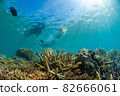 A family sonorkeing on a coral reef 82666061