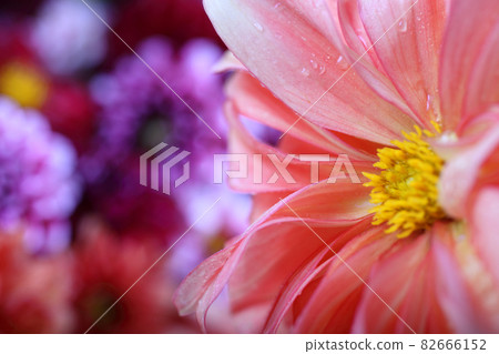 Dahlia flower and bokeh flowers background 82666152