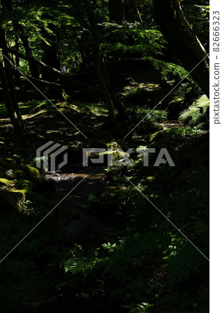 Clear stream in Yahiko Park 82666323