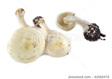 Amanita verna (destroying angel, mushroom fool, fool's mushroom). Deadly poisonous mushroom 82666478