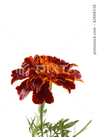 Growing marigold isolated on white Growing marigold isolated on white 82666536