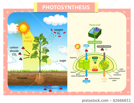 Diagram showing process of photosynthesis in plant Diagram showing process of photosynthesis in plant 82666651