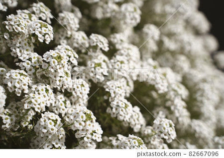 White Sweet alyssum flowers 82667096