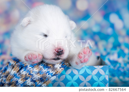 White fluffy small Samoyed puppy dog in a Christmas gift box White fluffy small Samoyed puppy dog in a Christmas gift box 82667564