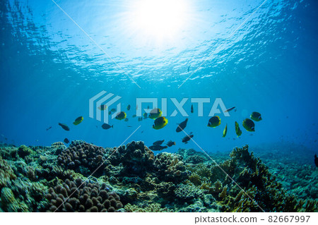 珊瑚礁上的珊瑚魚 珊瑚礁上的珊瑚魚 82667997