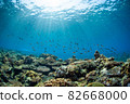 Coral fish on the coral reef 82668000