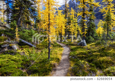 Scenic Hiking Trail in the woods with Yellow Larches Trees and Canadian Rocky Mountains 82669054