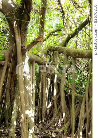 Banyan tree rooted from Okinawa branch 82670210