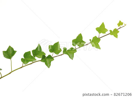 常春藤葉子 82671206
