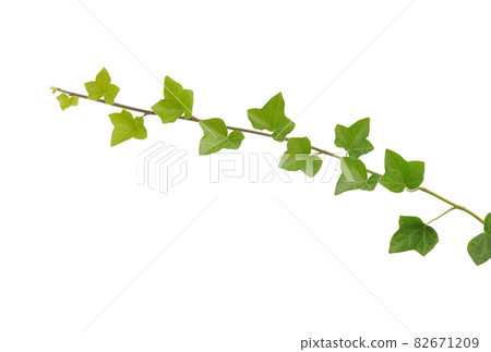 常春藤葉子 常春藤葉子 82671209