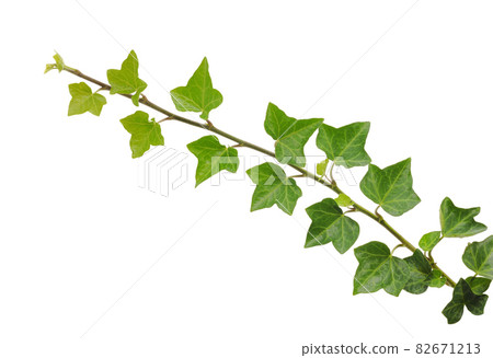 常春藤葉子 常春藤葉子 82671213