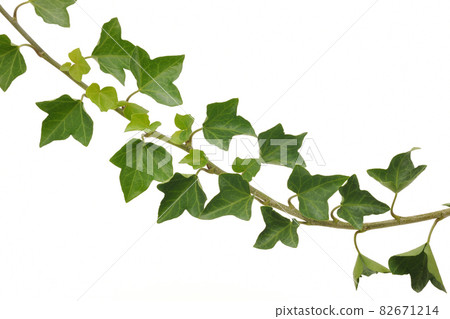Ivy leaves 82671214
