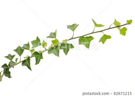 Ivy leaves 82671215