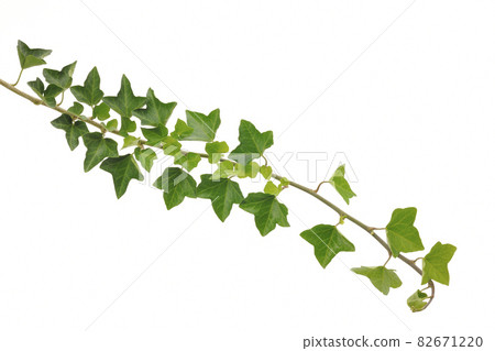 Ivy leaves Ivy leaves 82671220