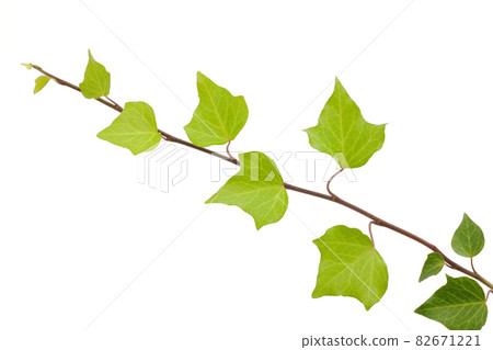 Ivy leaves Ivy leaves 82671221