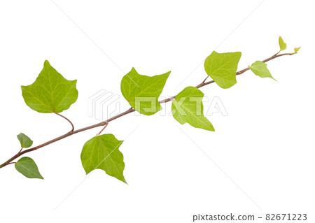 Ivy leaves 82671223