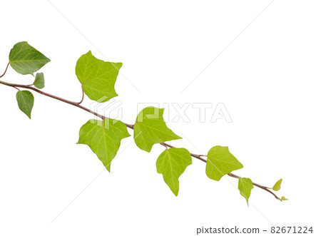 Ivy leaves 82671224