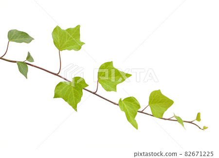 Ivy leaves 82671225