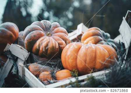 Bright orange Halloween pumpkins in a wooden crate Bright orange Halloween pumpkins in a wooden crate 82671868