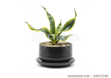 Houseplant. Snake Plant in a black ceramic potted plant on a white background. 82672100