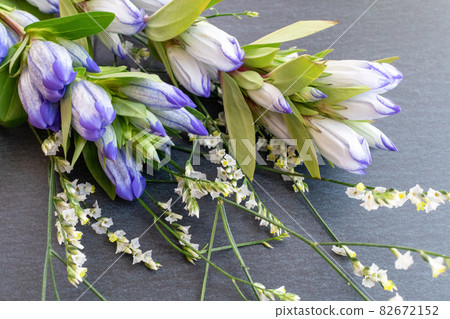 Gentiana and hybrid statics 82672152