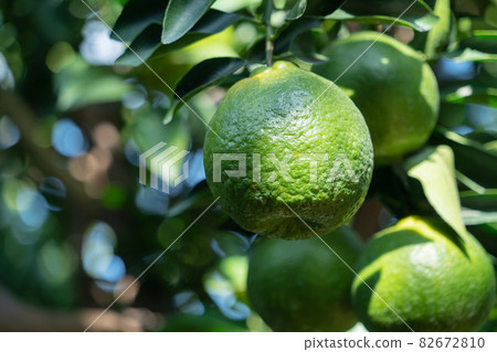 Tangerines Orchard Tangerine Tree Nature Tangerine tree orange garden Tangerine みかん Tangerines Orchard Tangerine Tree Nature Tangerine tree orange garden Tangerine みかん 82672810