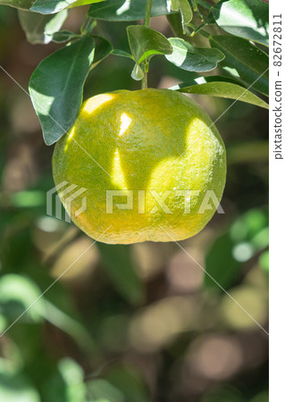 橘子 果園 橘子樹 自然 Tangerine tree orange garden 蜜柑 みかん 橘子 果園 橘子樹 自然 Tangerine tree orange garden 蜜柑 みかん 82672811