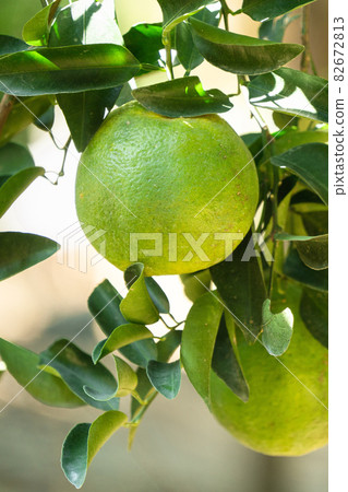 橘子 果園 橘子樹 自然 Tangerine tree orange garden 蜜柑 みかん 82672813