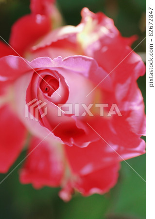 Squeezed rose macro Squeezed rose macro 82672847