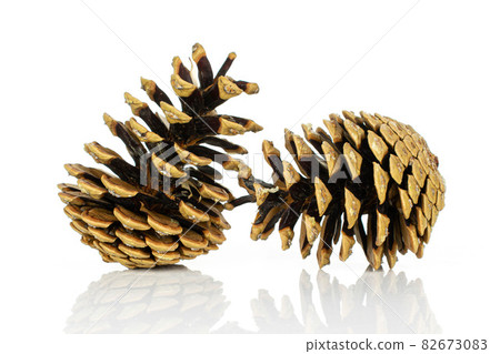 Pine cone on white Pine cone on white 82673083