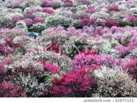 梅林盛開休息區 82673152