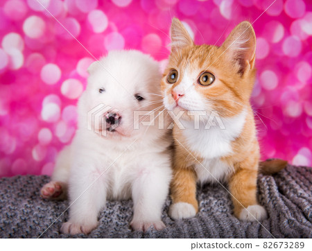 Samoyed puppy with little red kitten with green eyes Samoyed puppy with little red kitten with green eyes 82673289