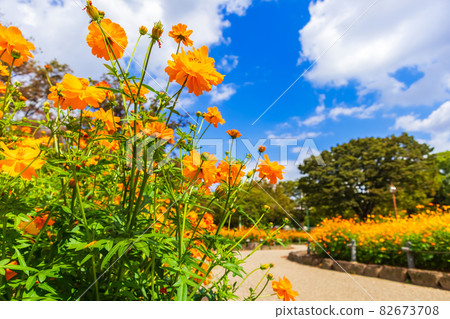 千草公園木花盛開的大波斯菊 愛知縣名古屋市 照片素材 圖片 圖庫
