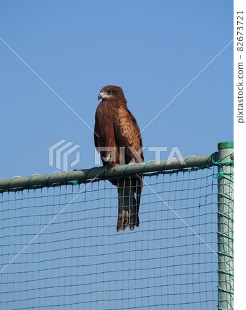 “有尊嚴!”(網球場周圍有領地的黑鳶) “有尊嚴!”(網球場周圍有領地的黑鳶) 82673721