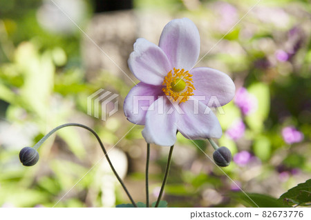 Shumayigiku 82673776