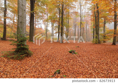Autumn beech forest with wide angle lens Autumn beech forest with wide angle lens 82673913