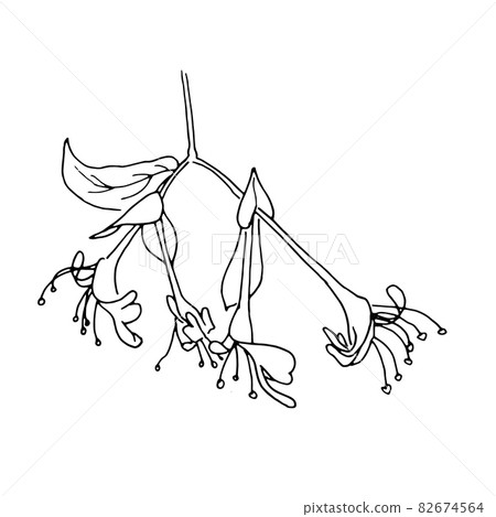 dried flowers, dry grass on a white background,Hand drawn engraving illustration, minimalism style. Ikebana. dried flowers, dry grass on a white background,Hand drawn engraving illustration, minimalism style. Ikebana. 82674564