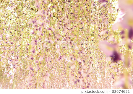 Flowers 82674631