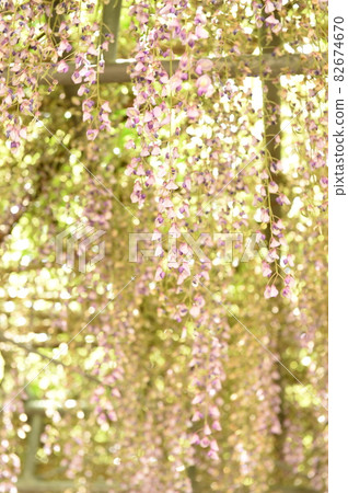 Flowers Flowers 82674670