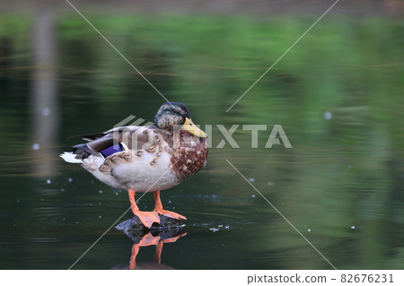 野鴨從冬天的羽毛蛻變成夏天的羽毛 ♂ (Eclipse) [九月] [東京] 82676231