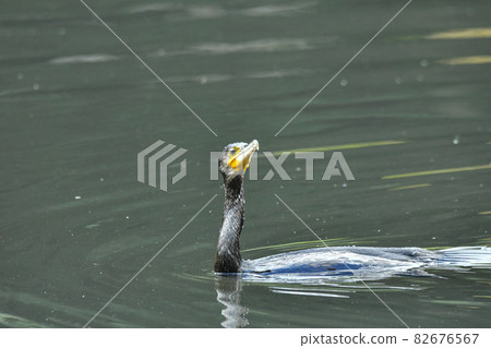 Cormorant 82676567