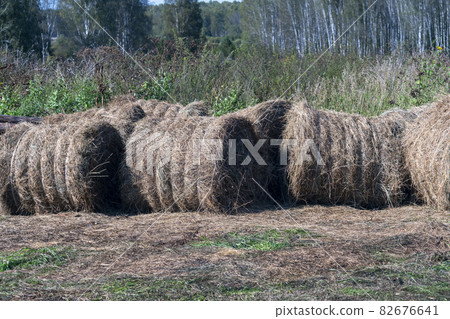 Outdoor storage of round haystacks. Straw for feeding farm animals. Outdoor storage of round haystacks. Straw for feeding farm animals. 82676641