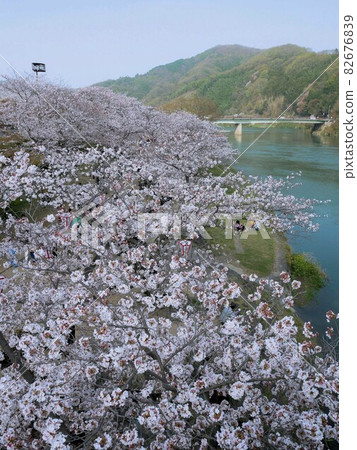 山口縣岩國市錦川沿岸的櫻花和賞櫻風景 山口縣岩國市錦川沿岸的櫻花和賞櫻風景 82676839