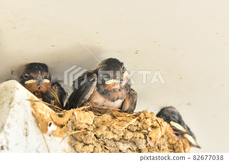 Swallow children Swallow children 82677038